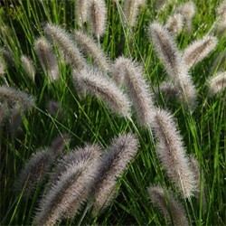 PENNISETUM ALOPECUROIDES VENDITA